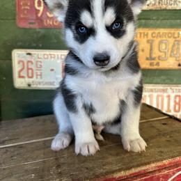 Baxter - Black and white male Siberian Husky puppy in Burnsville, North Carolina from Peterson Puppies