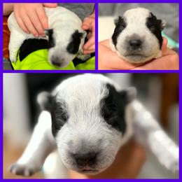 Lavender - Blue female Australian Cattle Dog puppy in Monterey, Tennessee from Quarter Acre Farms