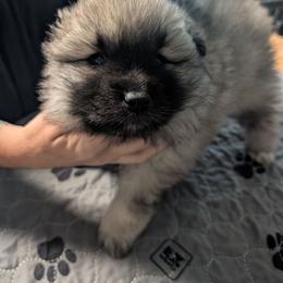 ORANGE GIRL - Black and silver female Keeshond puppy in Fayetteville, Tennessee from Erbekees-Keeshonden