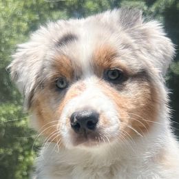 Girl 4 - Blue merle Australian Shepherd puppy in Port Orange, Florida from Steadfast Australian Shepherds