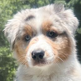 Girl 4 - Blue merle Australian Shepherd puppy in Port Orange, Florida from Steadfast Australian Shepherds