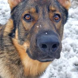 German Shepherds from Killingbeck Kennels