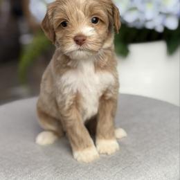 Lilo - Caramel female Australian Labradoodle puppy in Calhoun, Louisiana from Arrowhead Australian Labradoodles