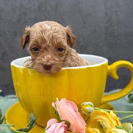 Astro - Caramel cream female Australian Labradoodle puppy in Denton, Texas from Liberty Hill Labradoodles