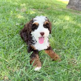 Hawk Chocolate Tri - Tri-color male Bernedoodle puppy in Wamego, Kansas from Doodles of Oz