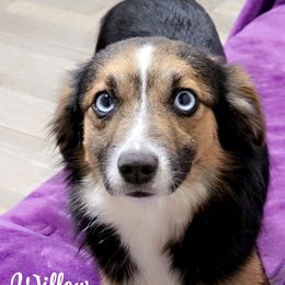 Willow - Toy Australian Shepherd