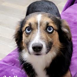 Willow - Toy Australian Shepherd