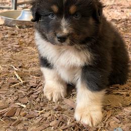 Linus - Black tri-color male Australian Shepherd puppy in Fresno, California from Luna Lane Aussies