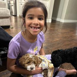 Cavapoo, Cockapoo, Goldendoodle, and Maltipoo Puppies from Perdue Puppies