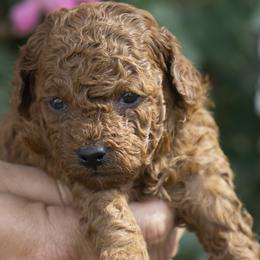 Poodle Puppies from Southern Girls Poodles