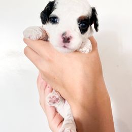 Cavapoo and Goldendoodle Puppies from Dot & Dash Doodles
