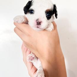 Cavapoo and Goldendoodle Puppies from Dot & Dash Doodles