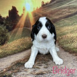 Bridger - English Springer Spaniel puppy in Pine Island, Minnesota from Country Breeze Springer Spaniels