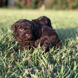 Poodle Puppies from Upper Echelon