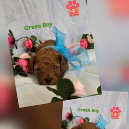 Green - Red male Labradoodle puppy in Vancouver, Washington from Vancouver Doodles Buddies