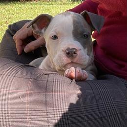 Flint - Blue brindle male American Staffordshire Terrier puppy in Monroe, Georgia from Irresistibull Staffords