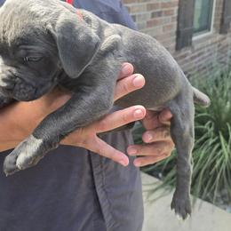 Red Collar Male - Gray male Cane Corso puppy in Granbury, Texas from La Muerte Corso Kennel