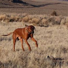 Rhodesian Ridgebacks from Fallriver Ridgebacks
