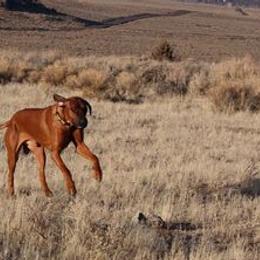 Rhodesian Ridgebacks from Fallriver Ridgebacks