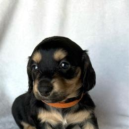 Taffy (orange) - Black and tan female Dachshund puppy in Paoli, Oklahoma from Dobbins Dachshunds