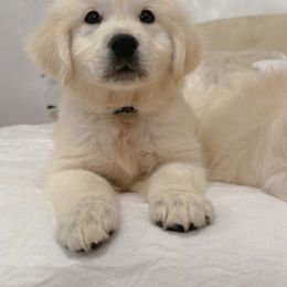 Golden Retriever Puppies from Goldens of Hope