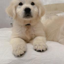 Golden Retriever Puppies from Goldens of Hope