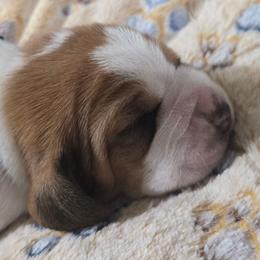 1 Grey collar - Mahogany and white male Basset Hound puppy in Moore, Oklahoma from Boomer Basset Hound Babies
