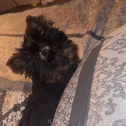 Coco - Yorkshire Terrier
