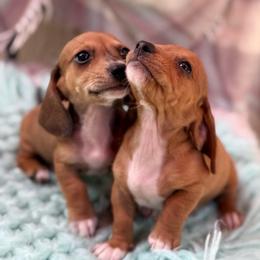 Sailor - Dapple male Dachshund puppy in Decatur, Mississippi from KP Dachshunds