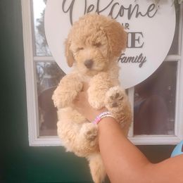 Red Collar Boy - Apricot Goldendoodle puppy in Richmond, Virginia from Highland Grove Doodles, LLC