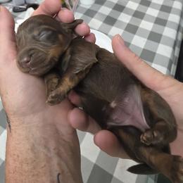 Dachshund Puppies from JV'S Little Legends Dashounds
