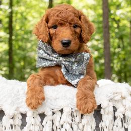 Goldendoodle Puppies from GoldenFido
