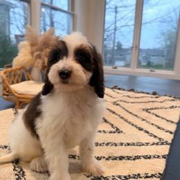 Macaroni - Sable male Aussiedoodle puppy in North Royalton, Ohio from Johnson's Doodles
