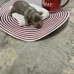 Dachshund Puppies from Honey Creek Doxies