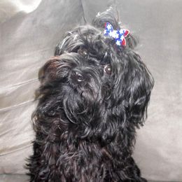 Sapphire - Havanese