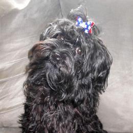 Sapphire - Havanese
