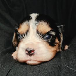 Boy 4 - Tri-color male Cavalier King Charles Spaniel puppy in Sparta, Georgia from Southern Edge Kennel