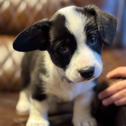 Marlo (Purple) - Black and white female Cardigan Welsh Corgi puppy in Omaha, Arkansas from DnD Corgis