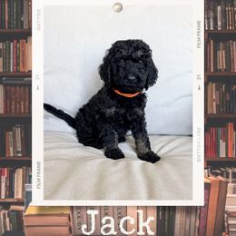 Jack - Merle male Labradoodle puppy in Kingman, Arizona from The Dood Ranch