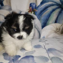 Genevieve - Black and tan parti female Pomeranian puppy in Weatherford, Texas from Jeweled Poms