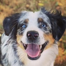 Miniature American Shepherds and Miniature Australian Shepherds from Opal’s Miniature Aussies