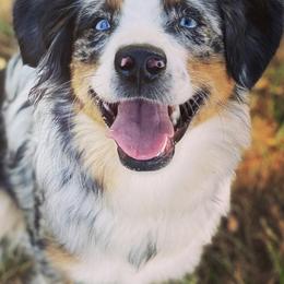 Miniature American Shepherds and Miniature Australian Shepherds from Opal’s Miniature Aussies