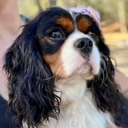 Maiz - Cavalier King Charles Spaniel