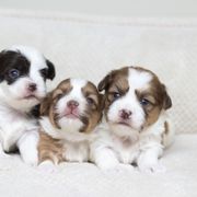 Maltipoo, Shichon, and Shihpoo Puppies from Timbercreek Puppies