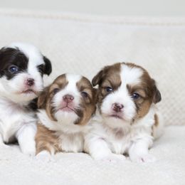Maltipoo, Shichon, and Shihpoo Puppies from Timbercreek Puppies