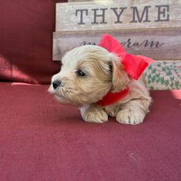 Ciciley - Wheaten female Miniature Schnauzer puppy in Hemet, California from Journee Home Mini Schnauzers