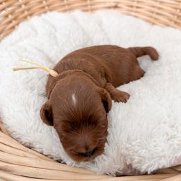 Pretzel - Red male Cavapoo puppy in Apache Junction, Arizona from Coffey House Doodles