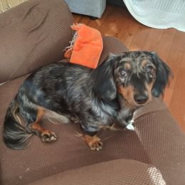 "Sir H. Pierot at Stud Father" Dachshund Puppies from Michael's Dachshunds