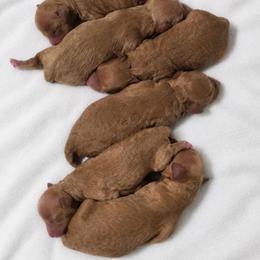 Girl 5 - Red female Cavapoo puppy in Lincolnton, North Carolina from Cuddable Pups