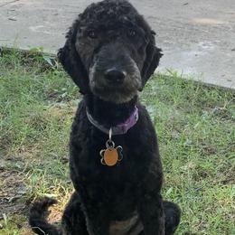 Roxy - Goldendoodle